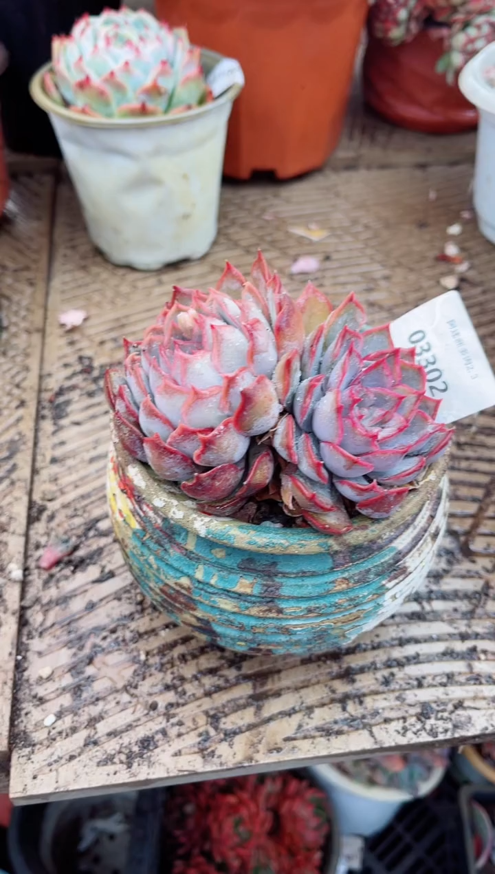 【闪购商品】03302