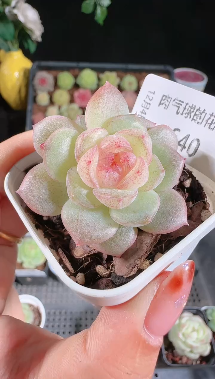 1204-640若梦多肉群生不包整