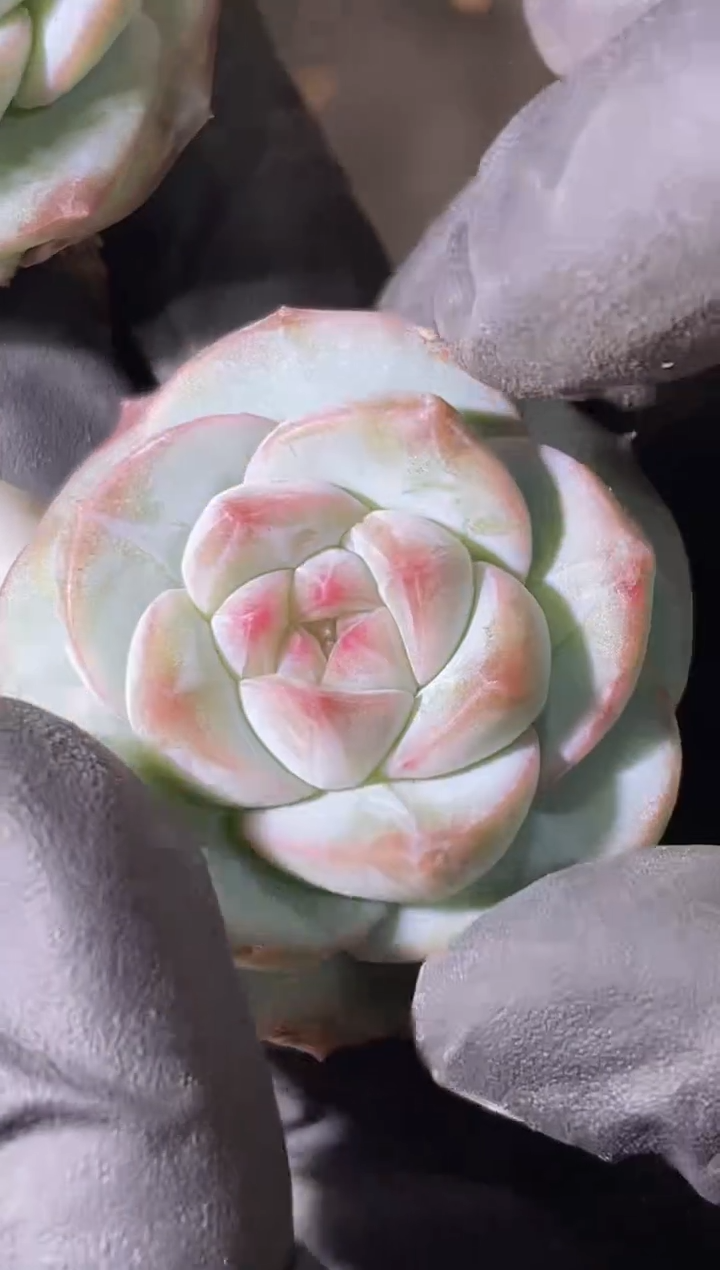 2511  李白 量拍发一颗