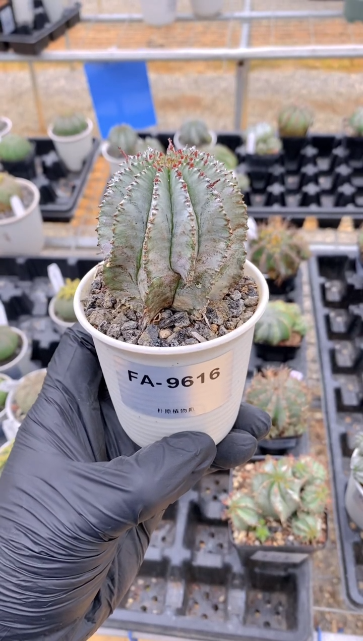 【闪购商品】魁伟玉FA-9616