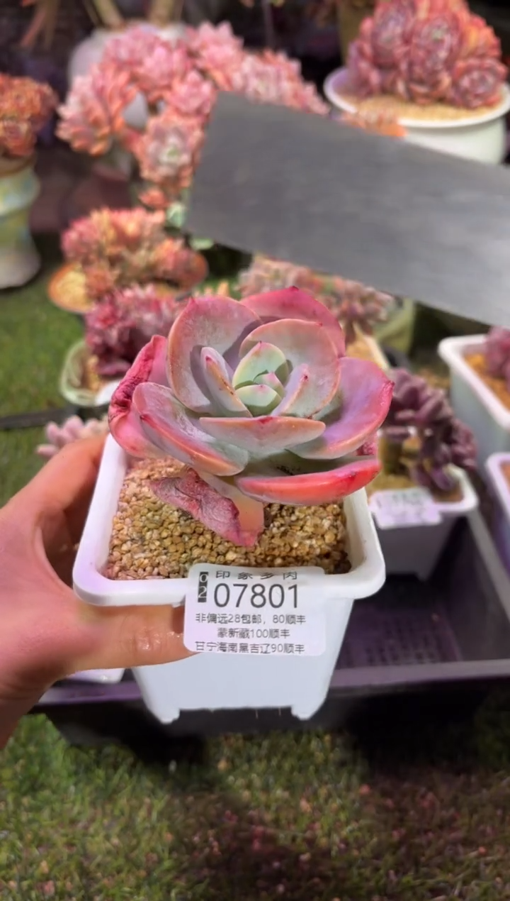 【闪购商品】07801