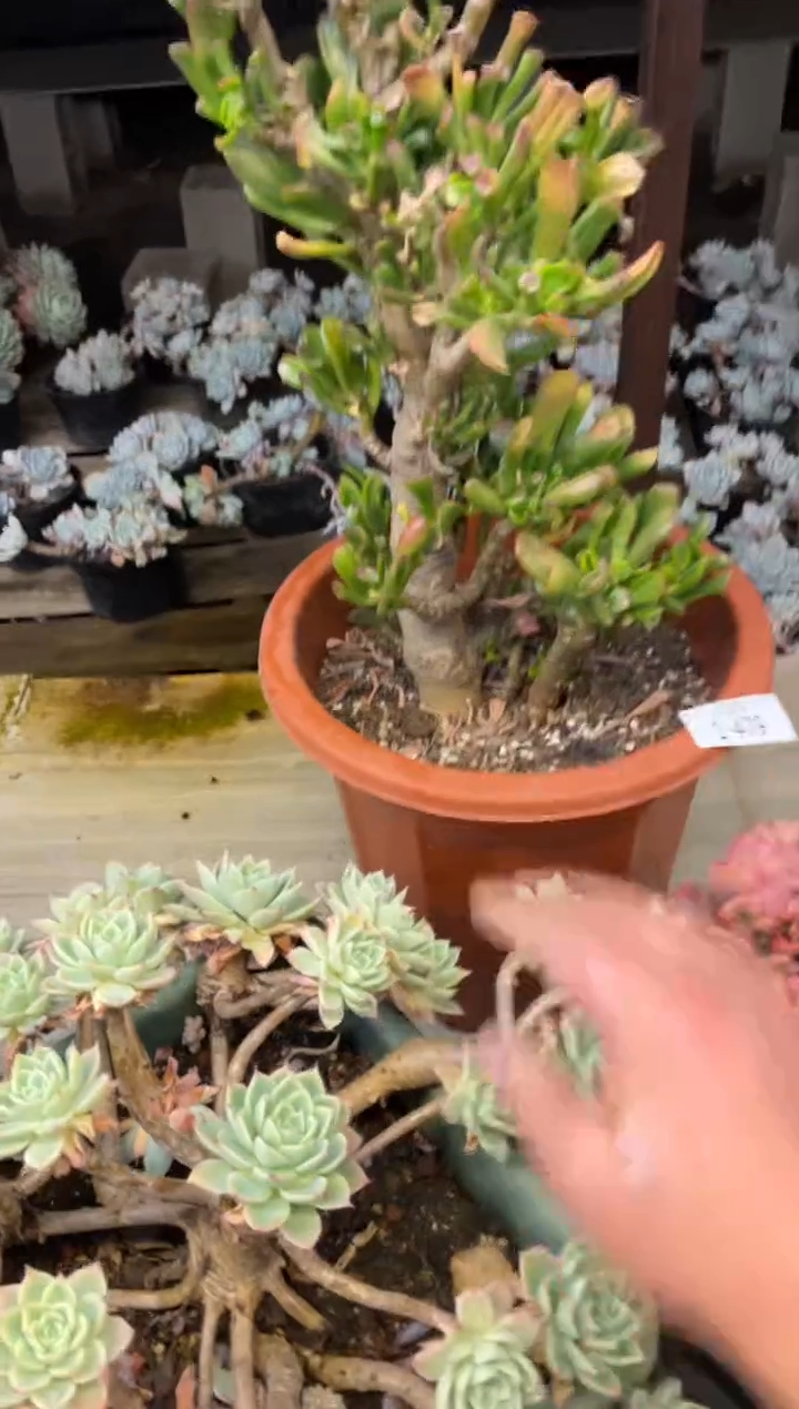 【闪购商品】1-479吸财树