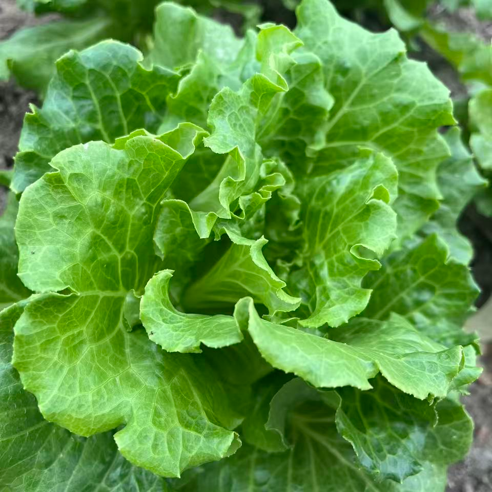 苏州常熟本地新鲜现采现发生菜（300G）蔬菜