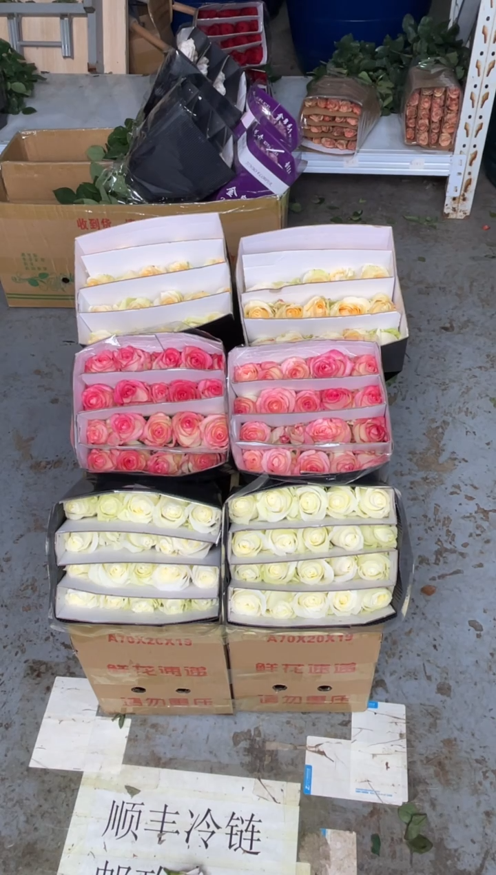 艾沙20枝+骄傲20枝+香槟20枝