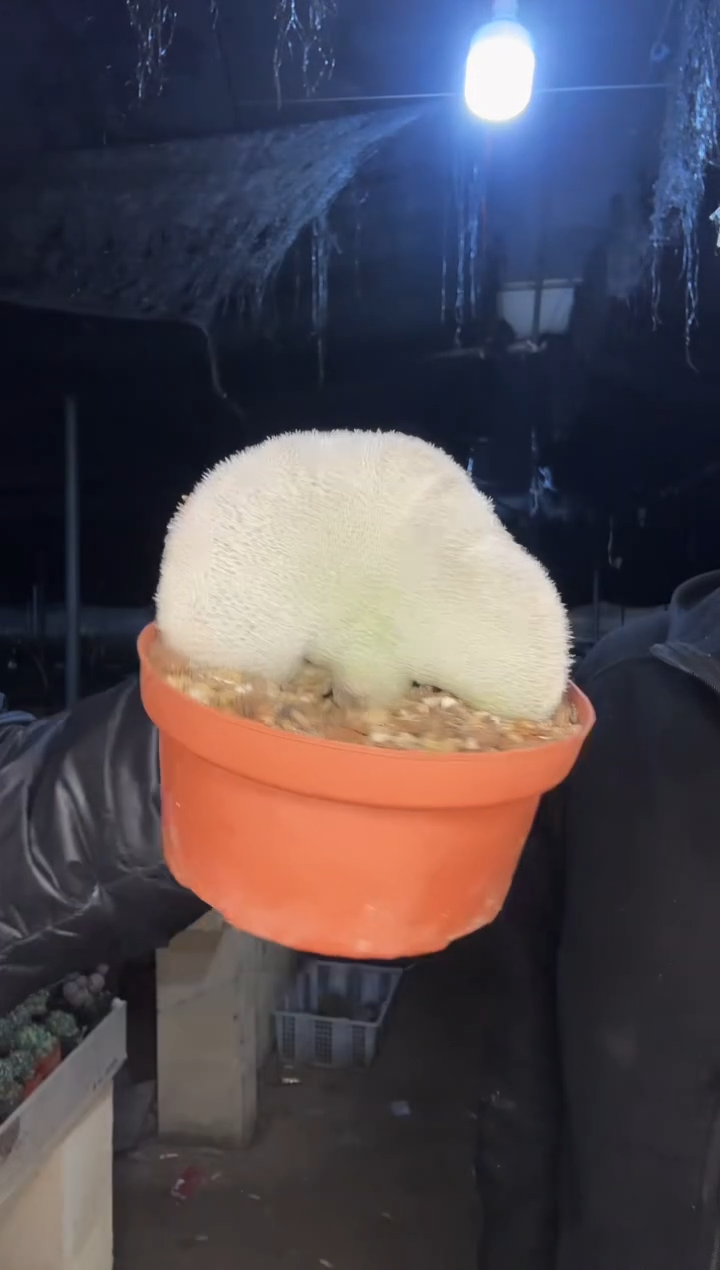 【闪购商品】月世界缀化111111