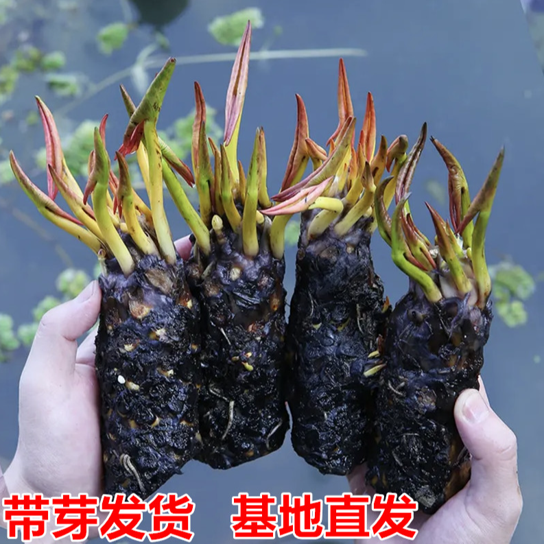 大花睡莲带芽睡莲花苗根块庭院池塘鱼缸花卉水培土培荷花水养莲花
