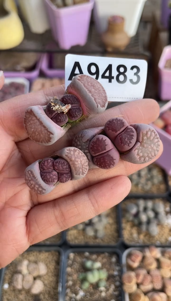 【闪购商品】9483直播一物一拍