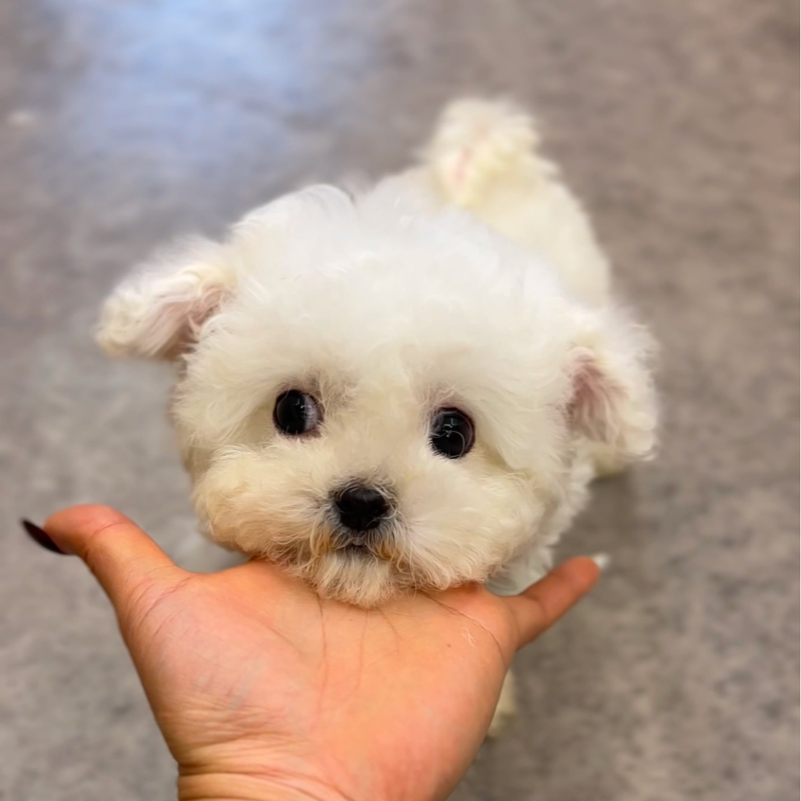 袁嬢嬢宠物严选小体韩版比熊弟弟（图图）969