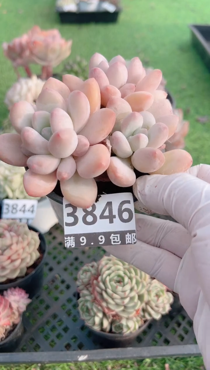 【闪购商品】信福多肉一物一拍