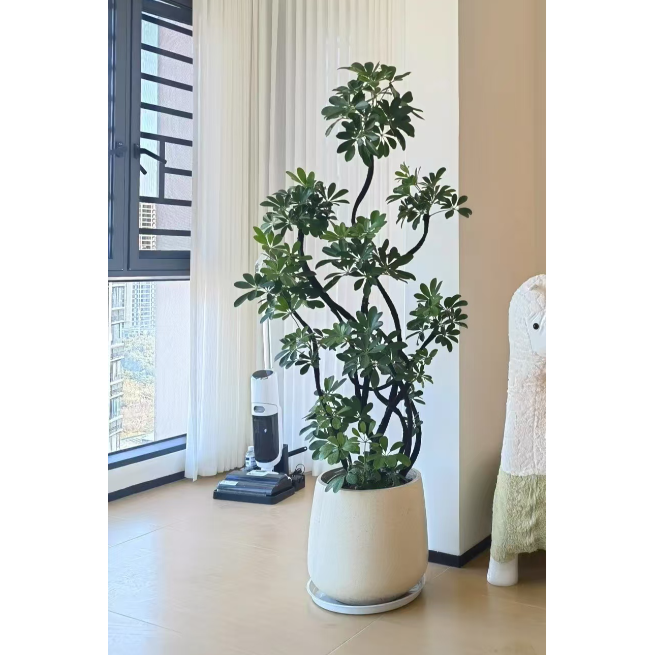 鸭脚木八方来财鸭脚木室内好养懒人绿植办公客厅网红鲜活植物