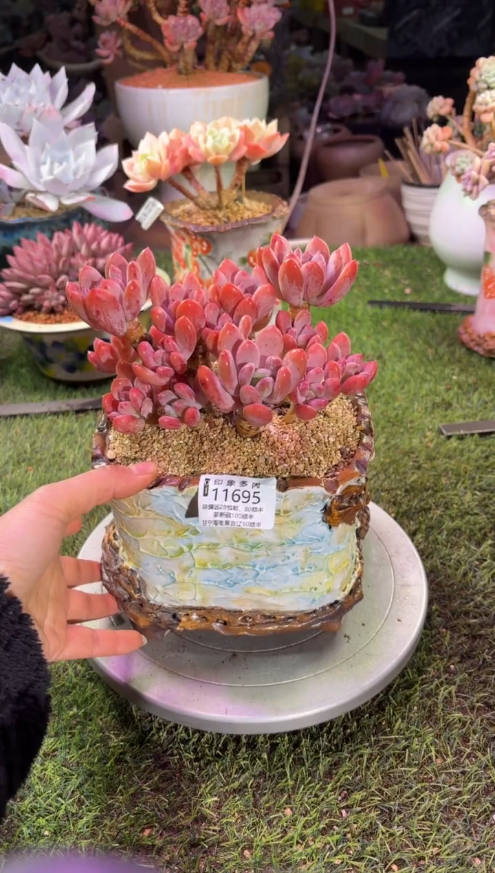 【闪购商品】11695