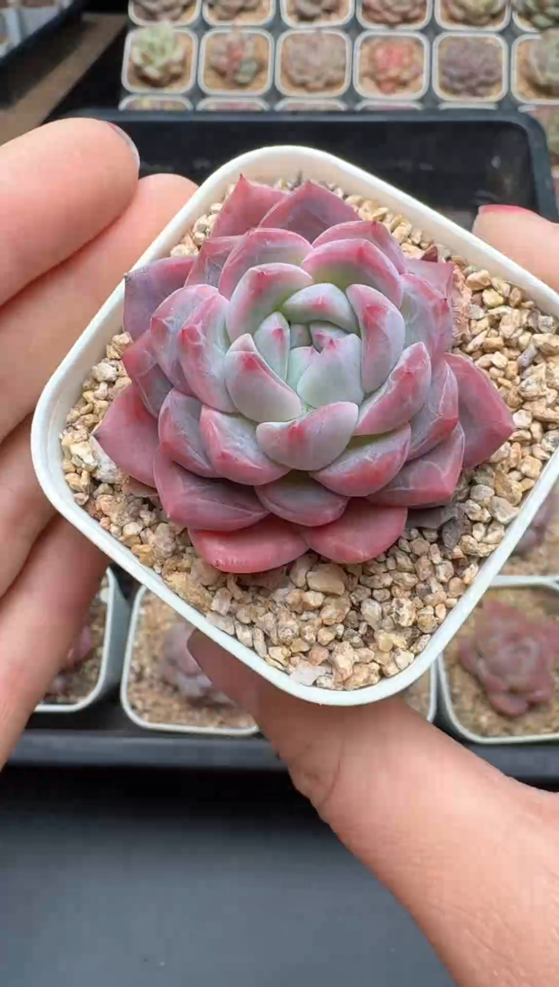 【闪购商品】289号一物一拍珍妮多肉花卉植物3颗起发