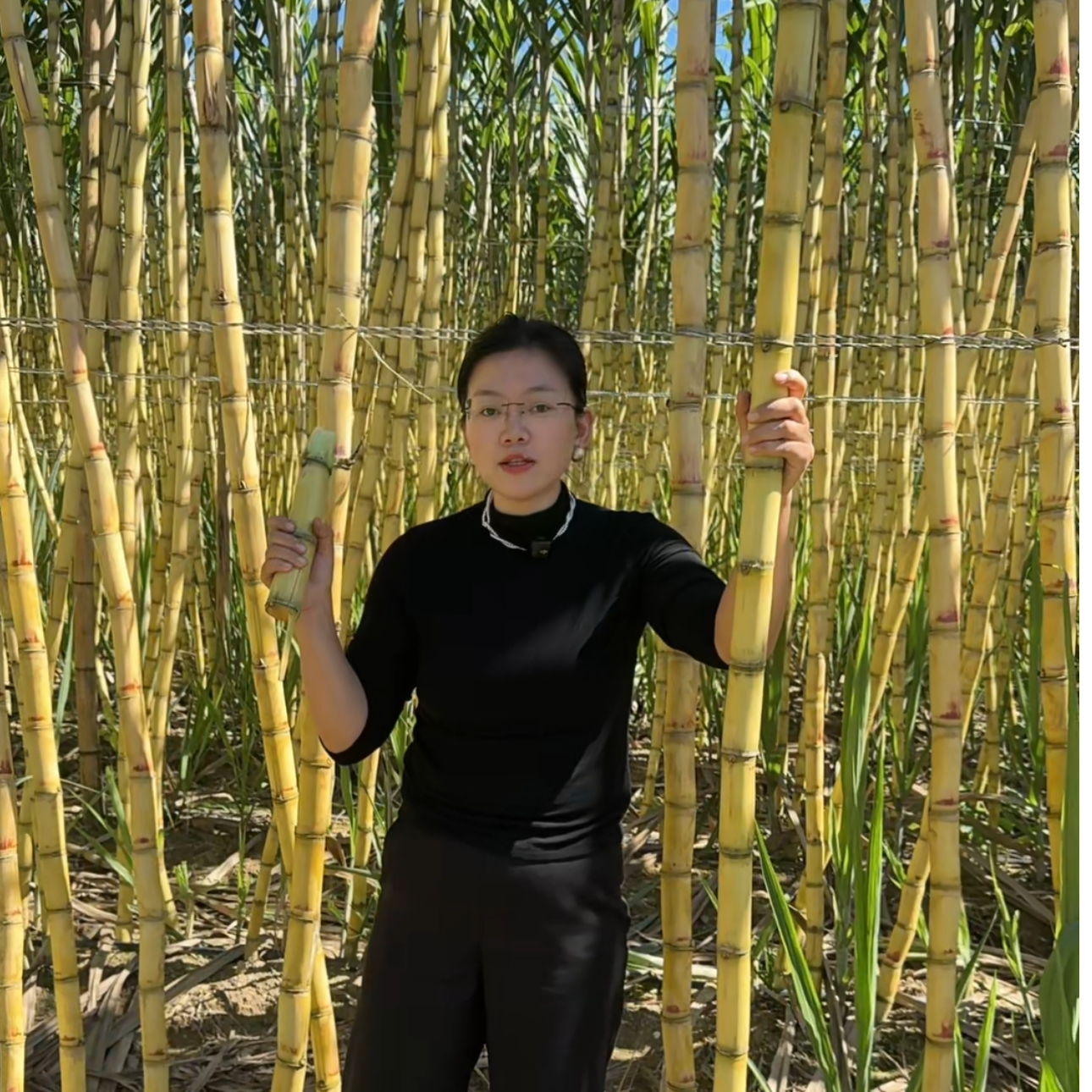 云南黄金甘蔗切好1盒（1.5斤左右）