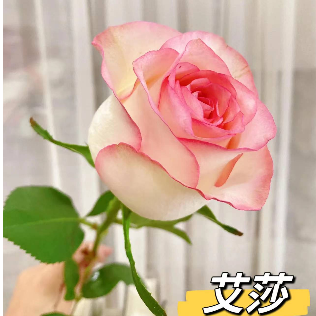 吉朵鲜花『玫瑰』家居养花 单头玫瑰  全场两单京东包邮 养护教程联系客服