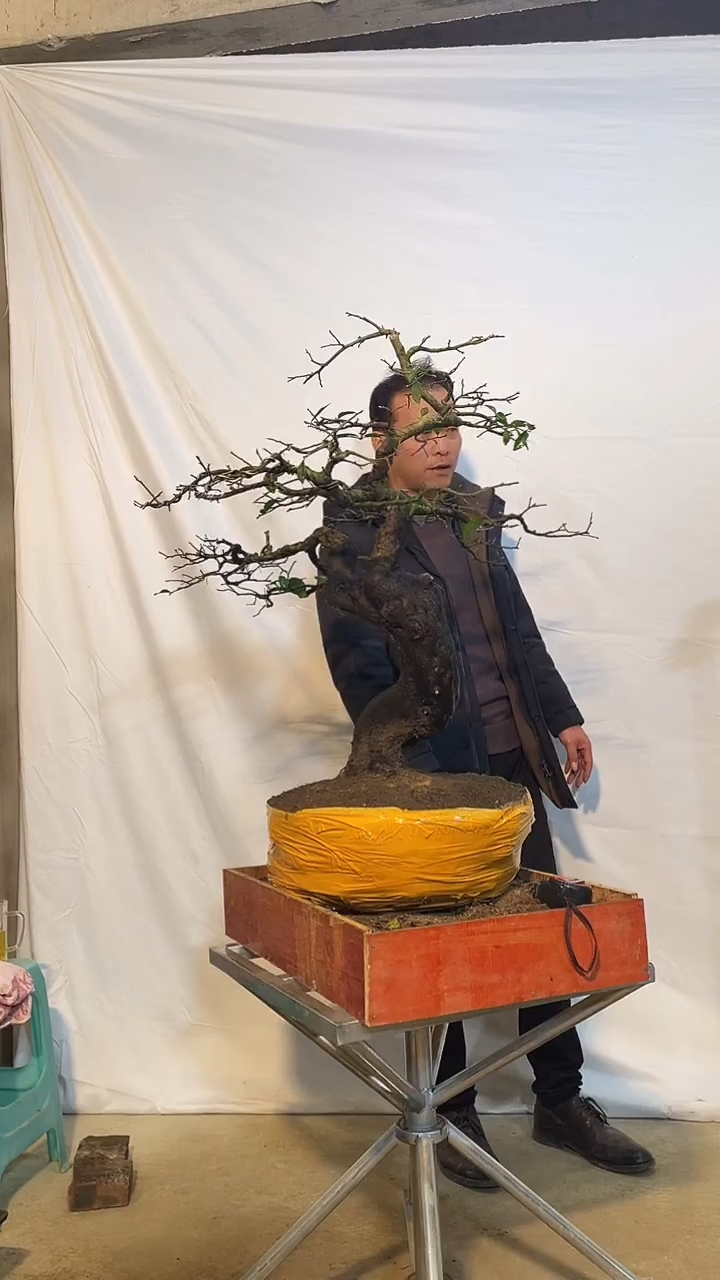 以实际为准金弹子 盆栽 盆景 一物一拍