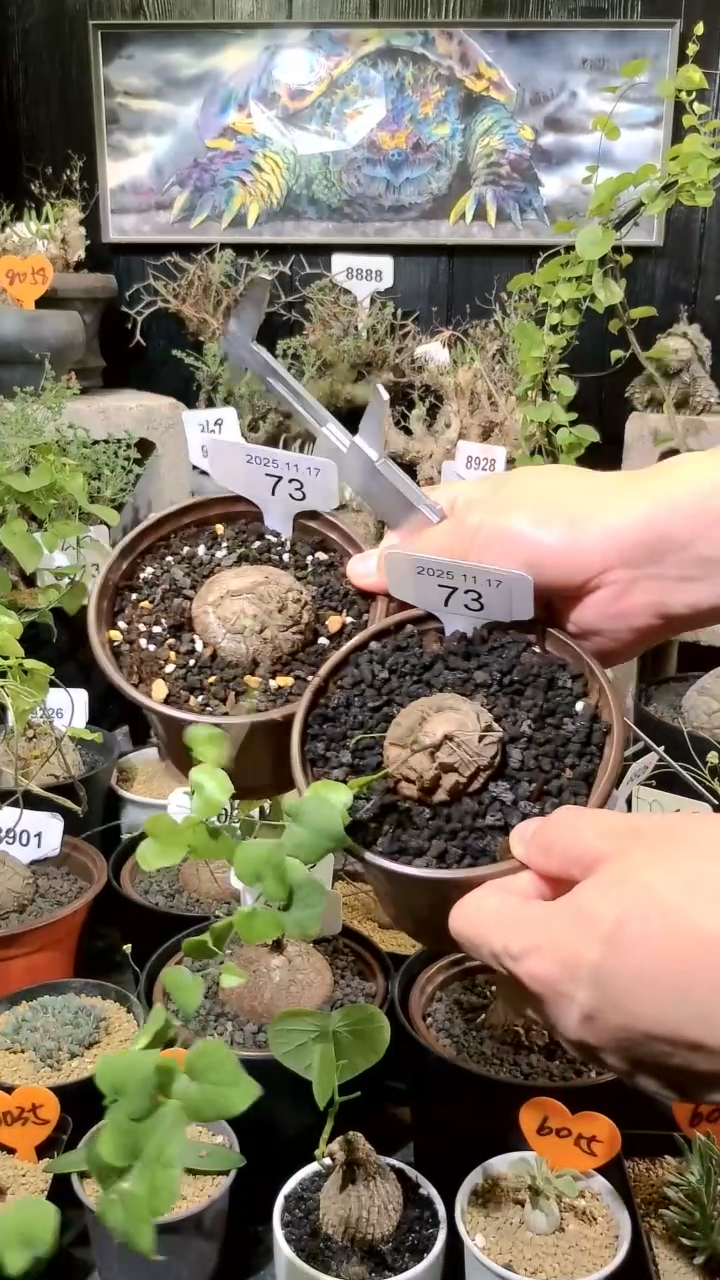 73号1117福利南非龟甲龙买一送一