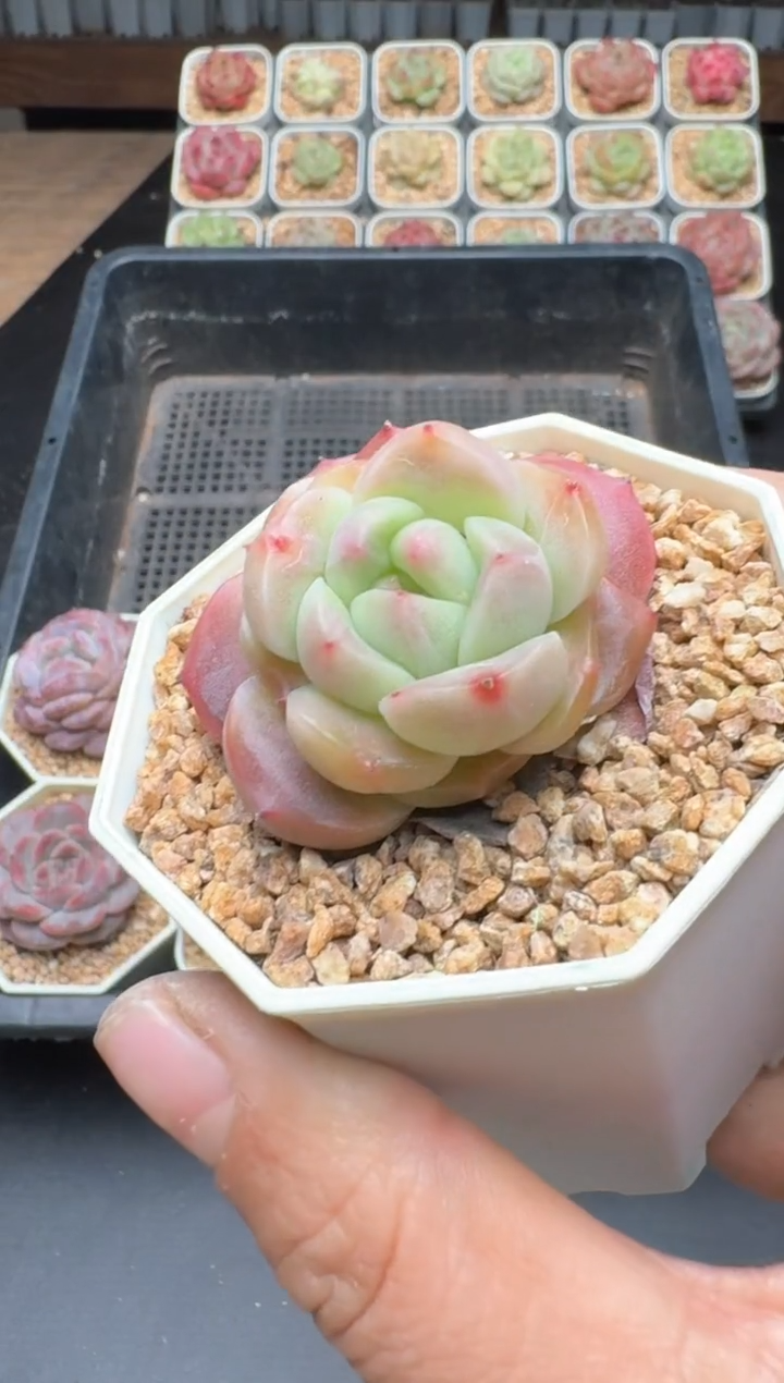 【闪购商品】911B物拍多肉带盆土6.5杯拍3颗包柚