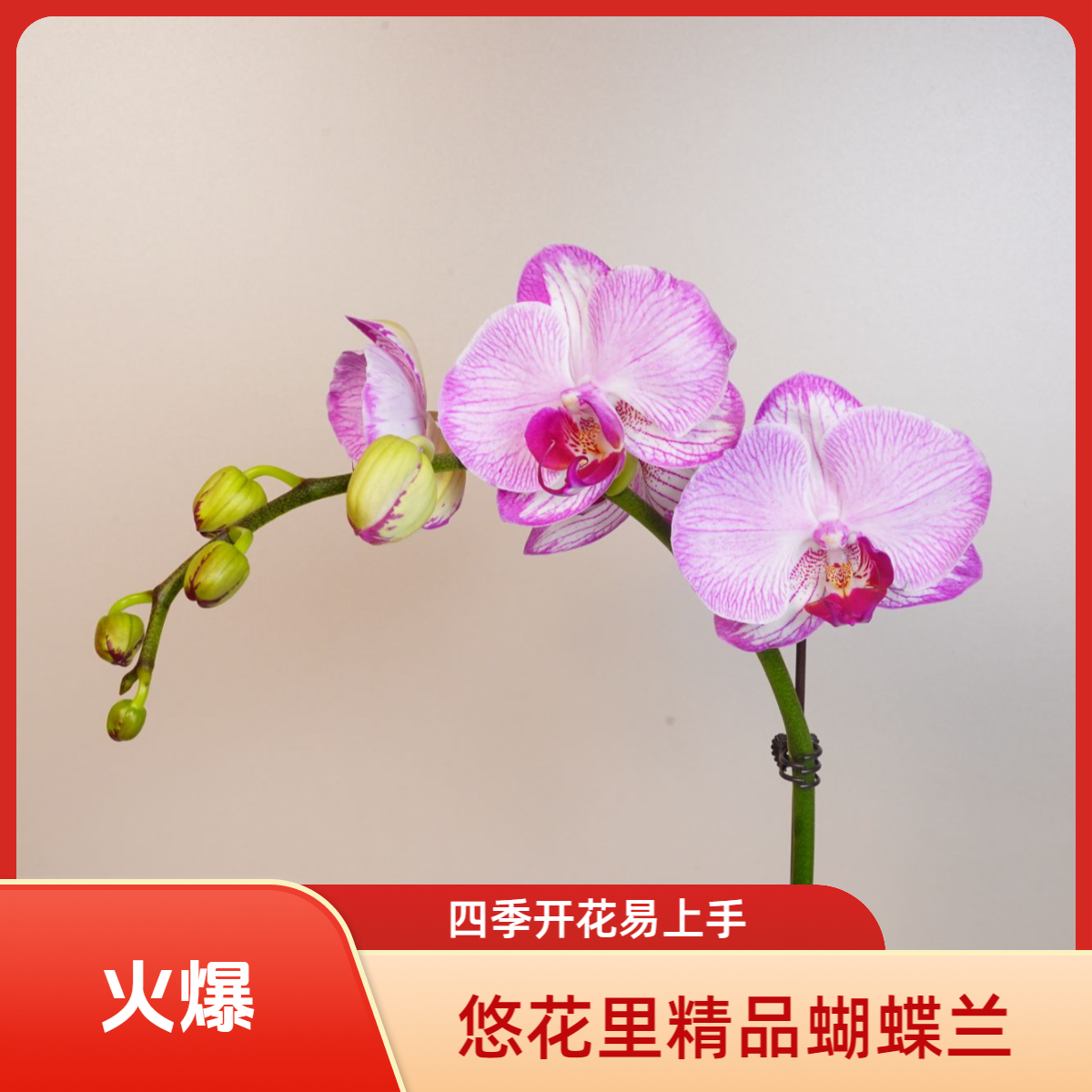 朝暮里蝴蝶兰【水蜜桃】（3.0寸）带花带花苞开花株发货