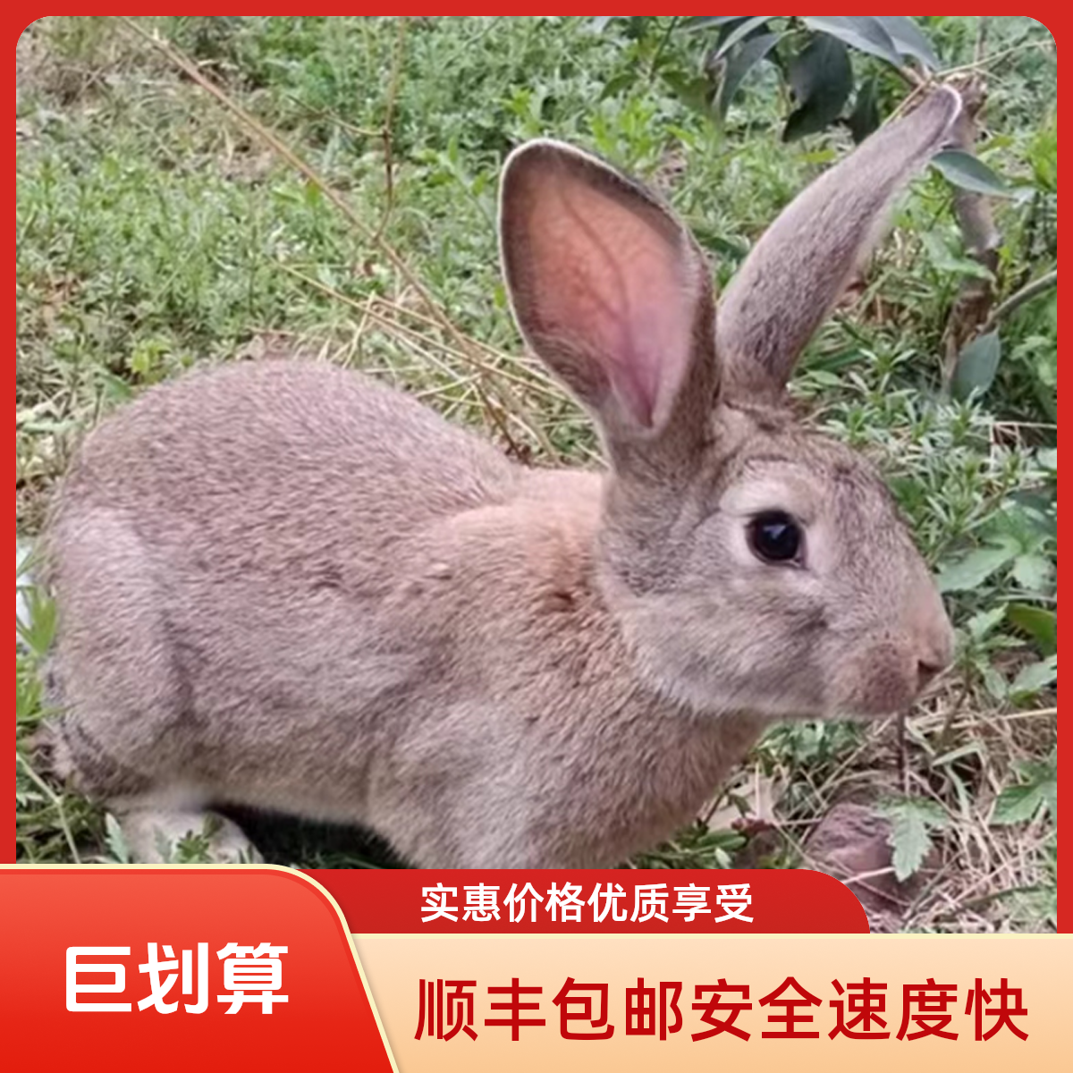 三斤成年种兔家养食用肉兔子活物公母一对繁殖纯种比利时活体