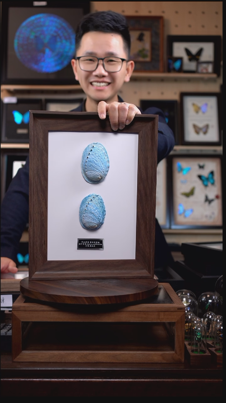 墨西哥蓝鲍标本摆件