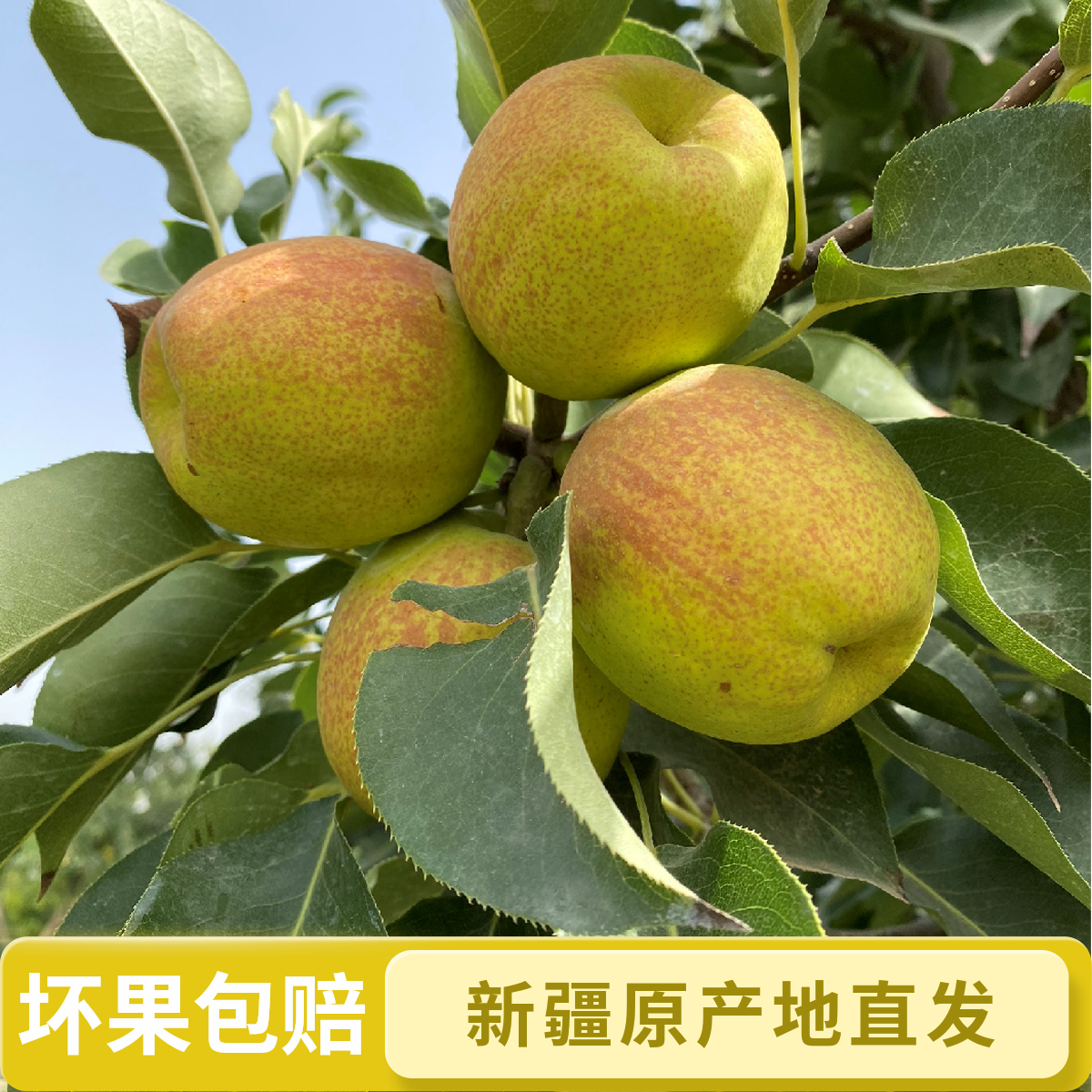 【8斤福利】新疆库尔勒香梨红香酥梨皮薄口感脆甜多汁新鲜水果
