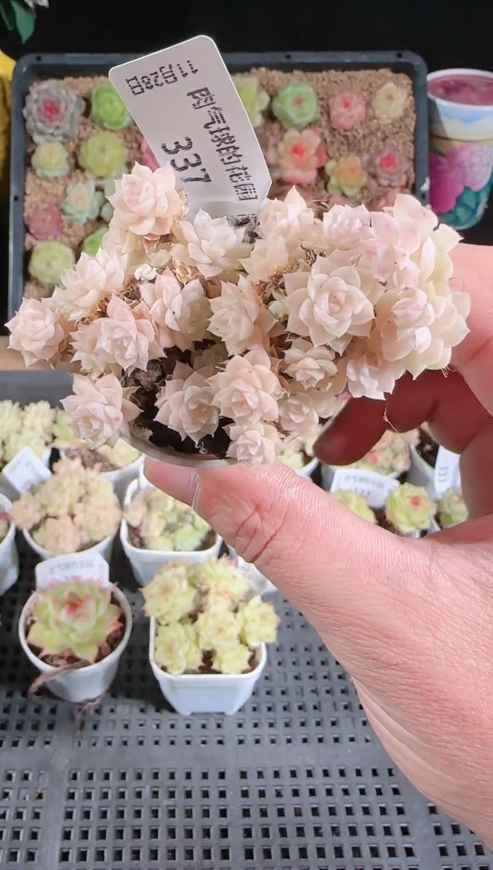 多肉1128-337群生不包整