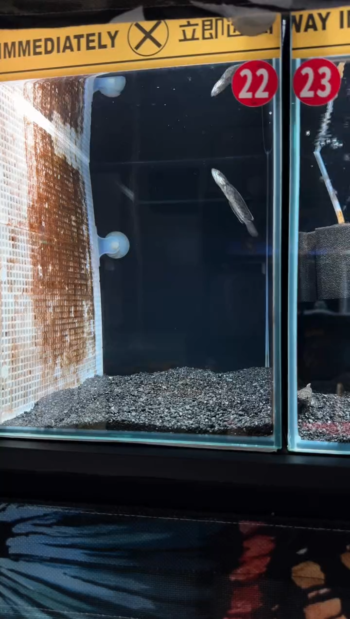 龙鱼酒红雷龙包邮福利