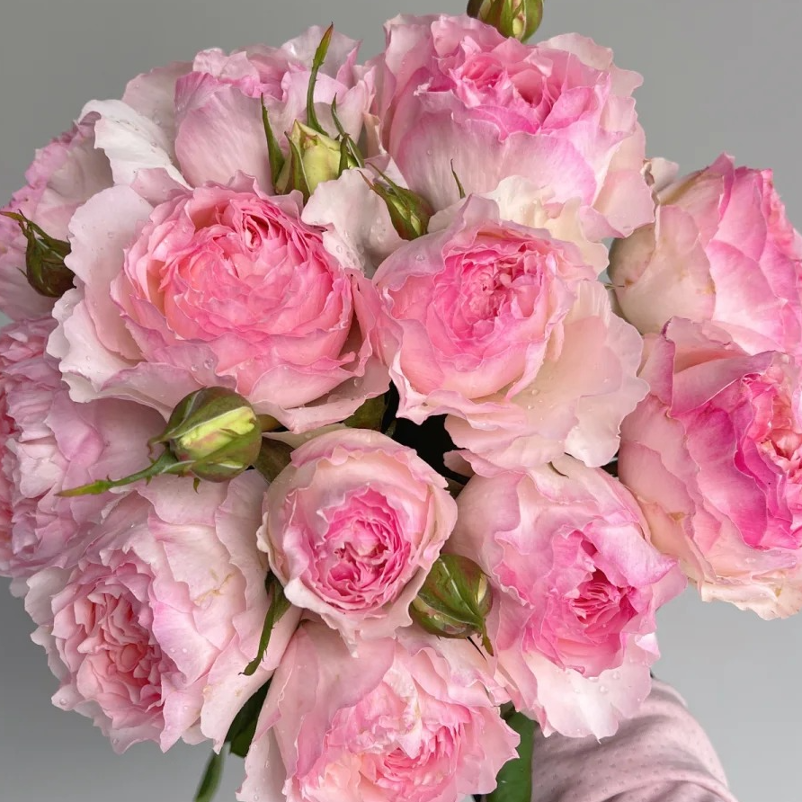 黑哥的植物佩尔朱克灌木月季多季节重复开花阳台庭院