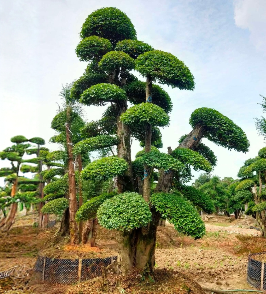 小叶造型植盆景绿植别墅花卉庭院园林工程绿化景观用苗