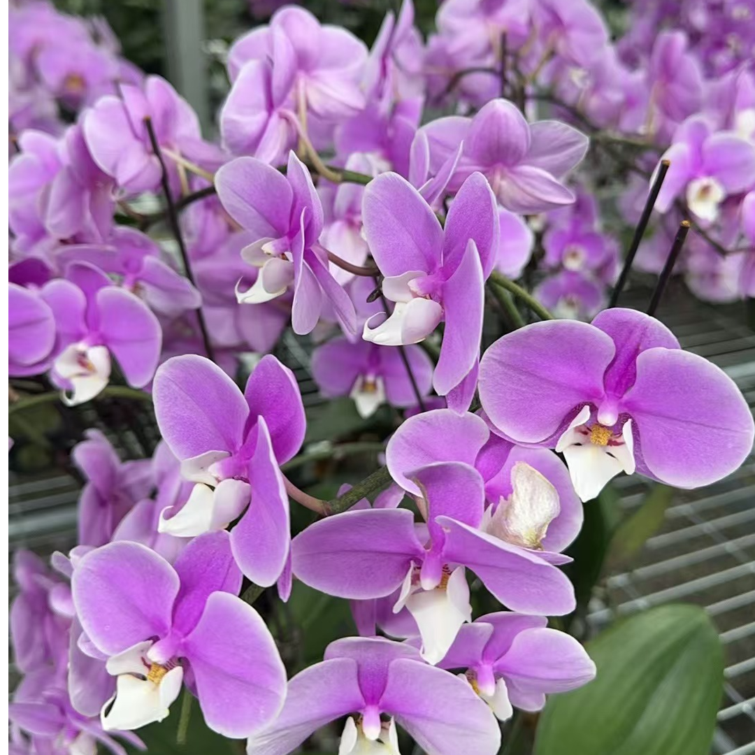 兰屿LYSLAND【 赛冰冰】蝴蝶兰鲜花盆栽