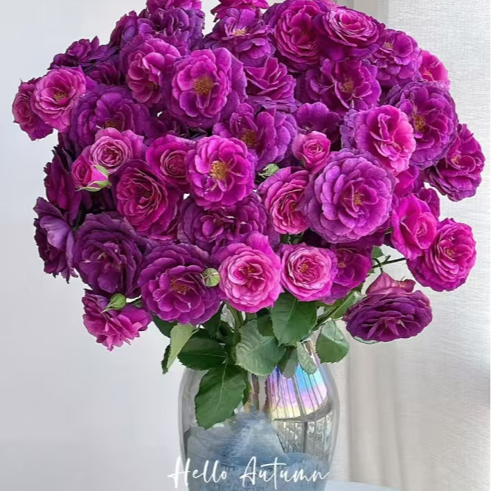 （多头）凝夜幽兰一把 一单中通包邮两单京东或顺丰冷链