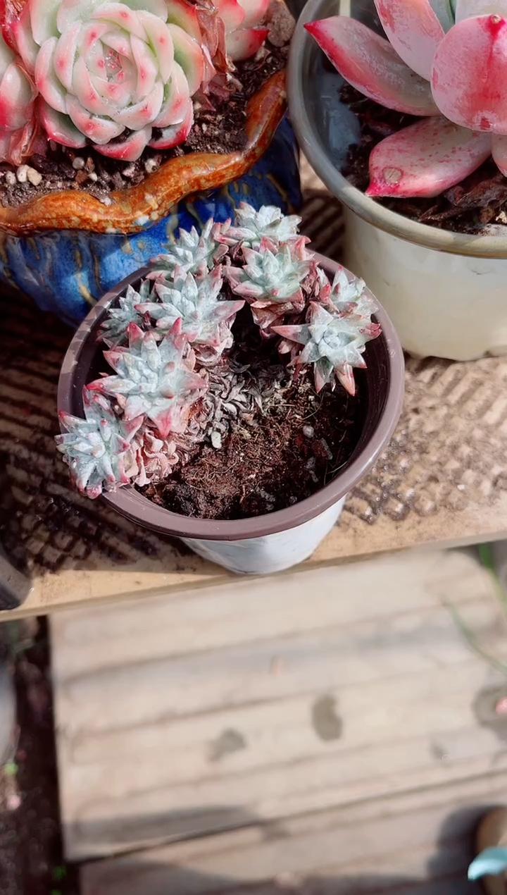 小*胡跃跃精品多肉03118