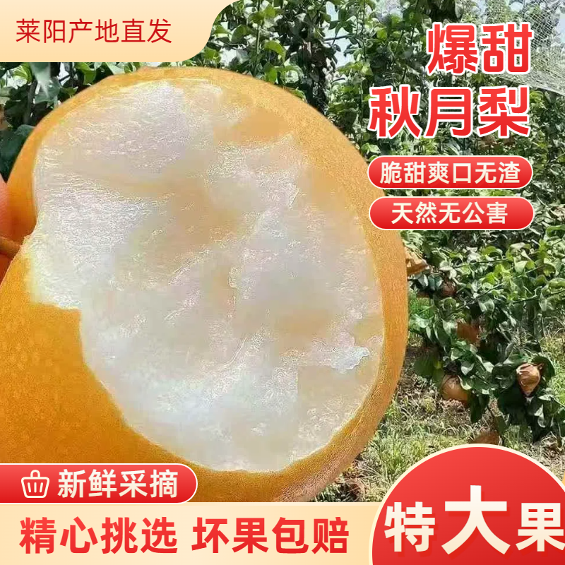 【依田迹】莱阳正宗秋月梨新鲜水果脆甜多汁当季梨子产地直发