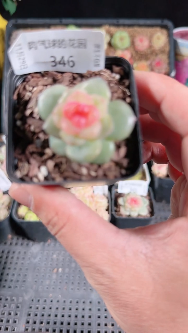 多肉1129-346bl-4群生不包整