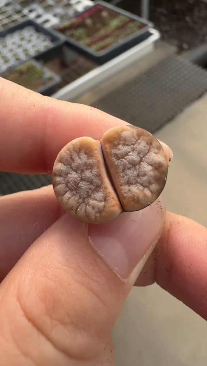 【闪购商品】2/4-161