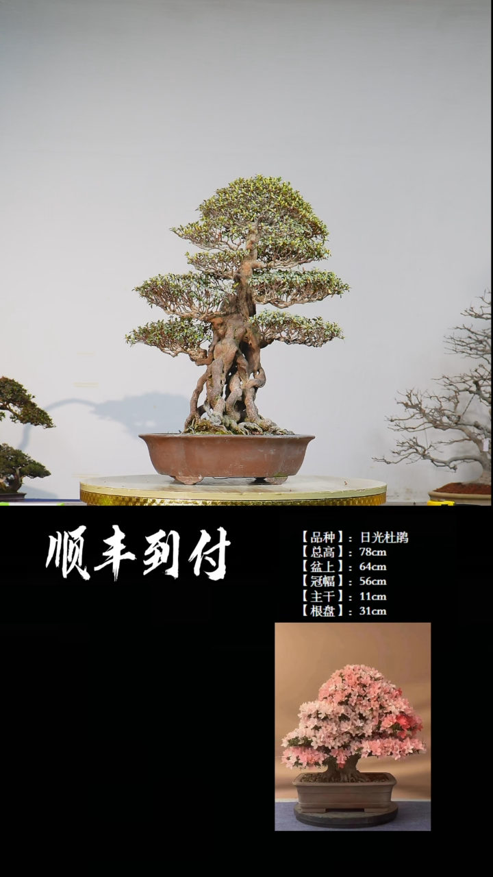 【闪购商品】·z274日光杜鹃bubaoyou