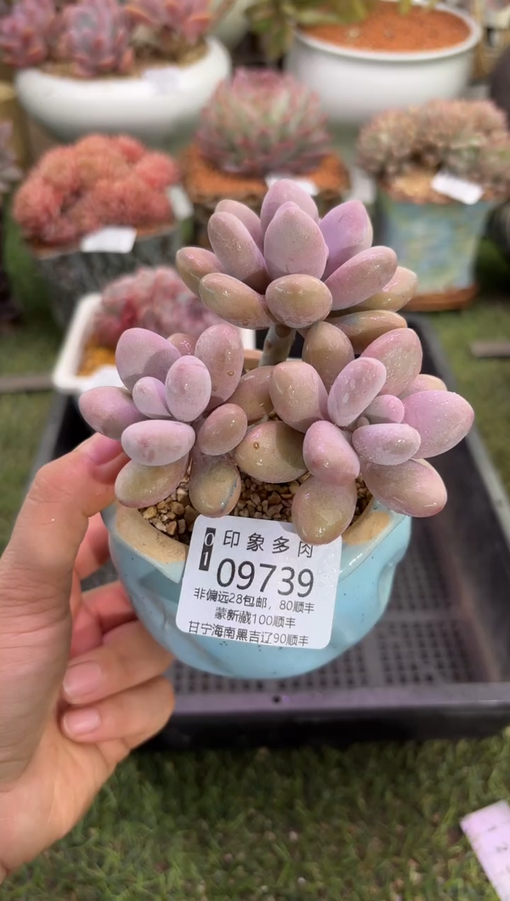 【闪购商品】09739