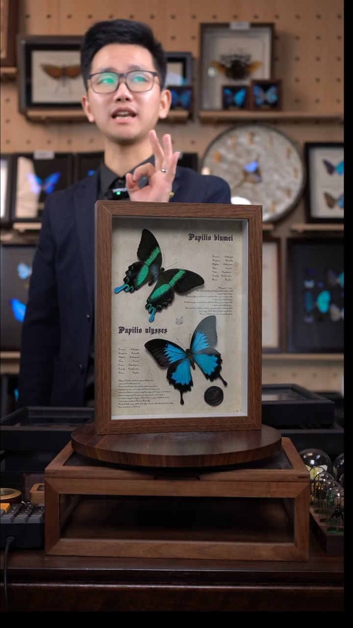 天堂凤蝶+爱神凤蝶A4复古框