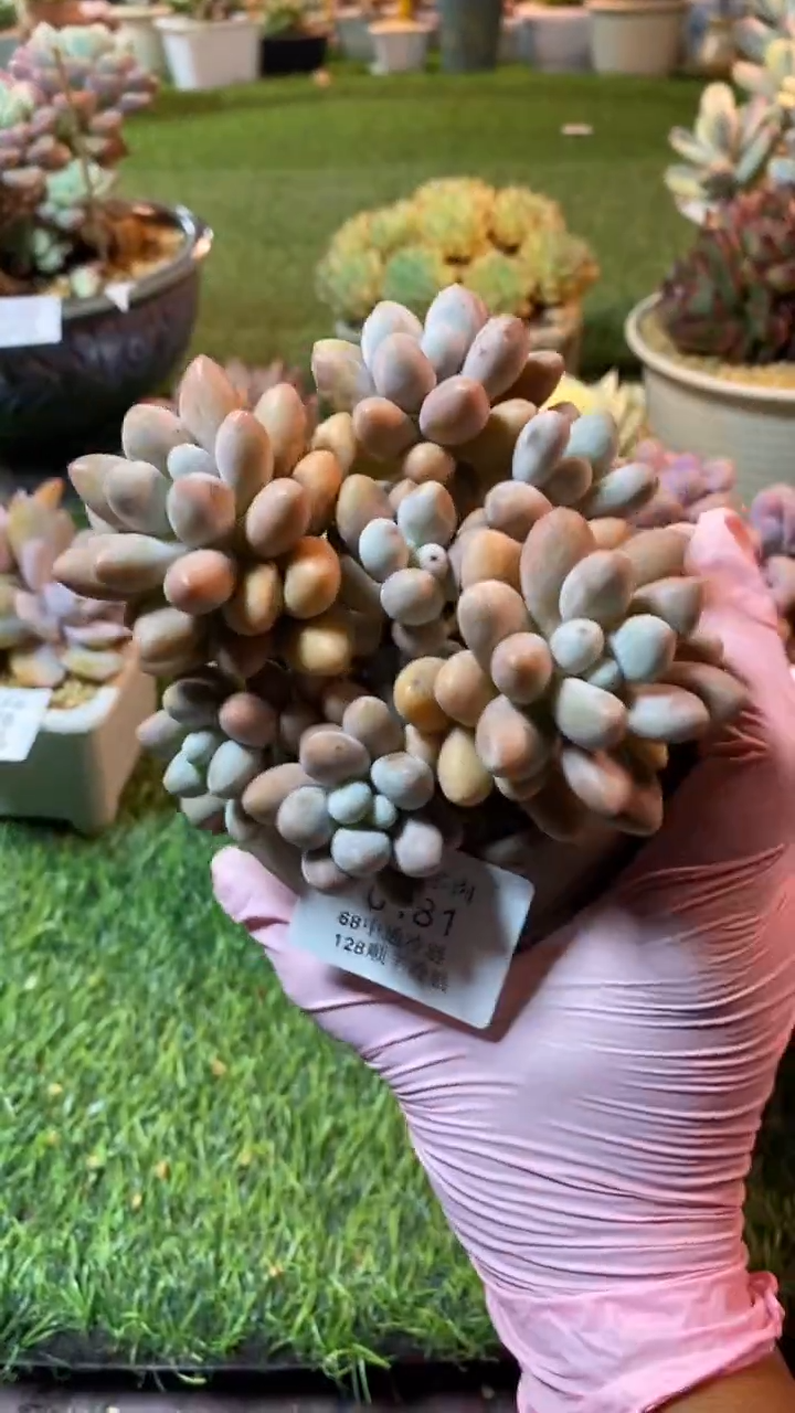 0181（满28包邮发货）