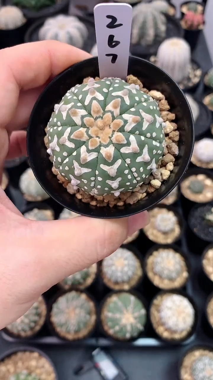 【闪购商品】实生根星兜编码267