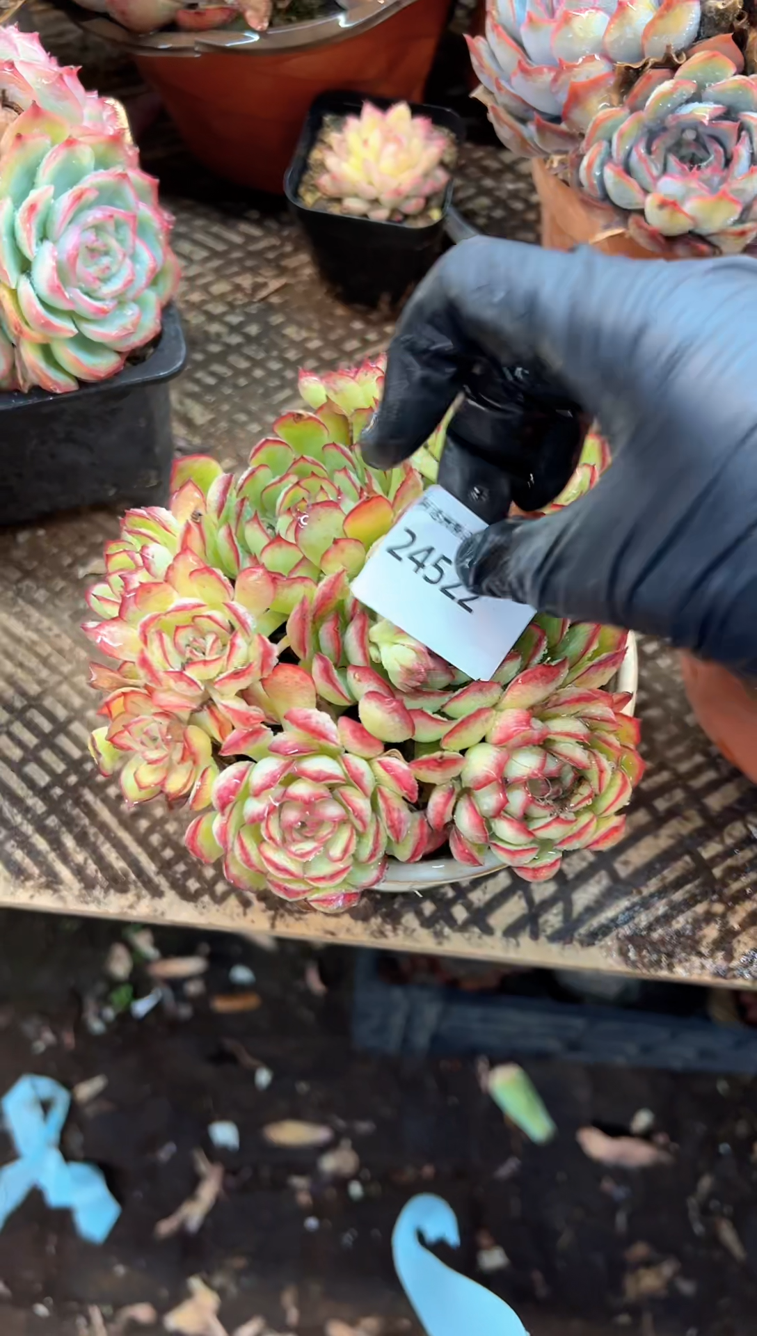 清*多肉植物一物一拍24522