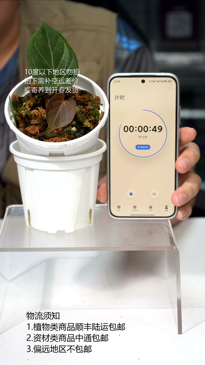 完全开放HU kos花烛