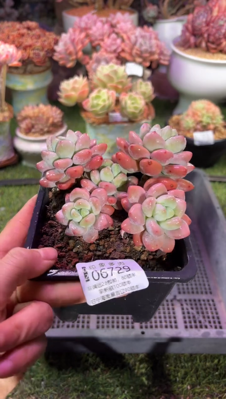 【闪购商品】06729