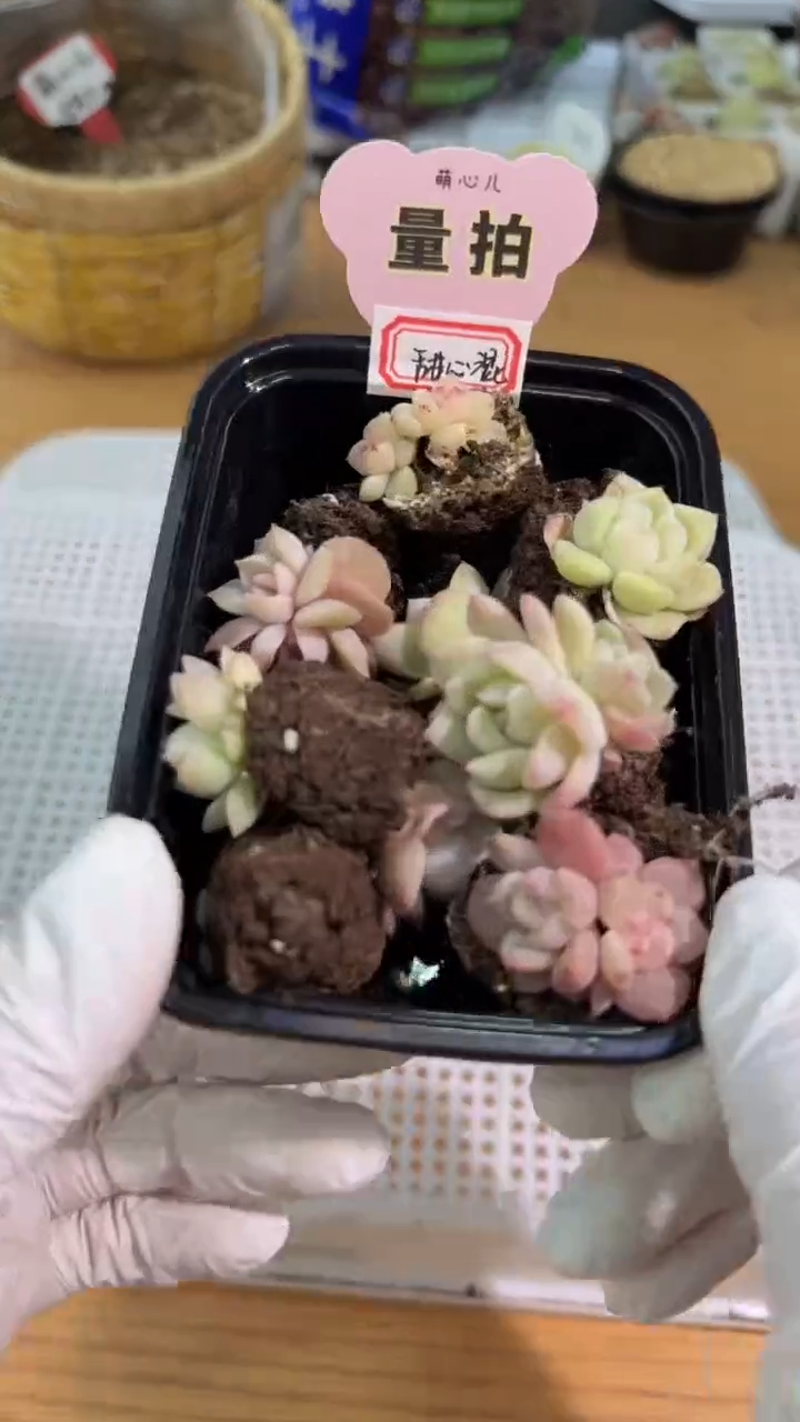 穴盘小苗混9颗量拍混发（不标注个体名）