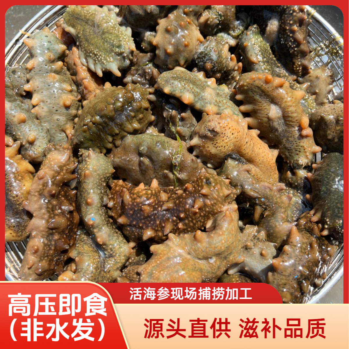 【高压即食海参】全熟大连海参吃出鲜香味养殖户直供活海参