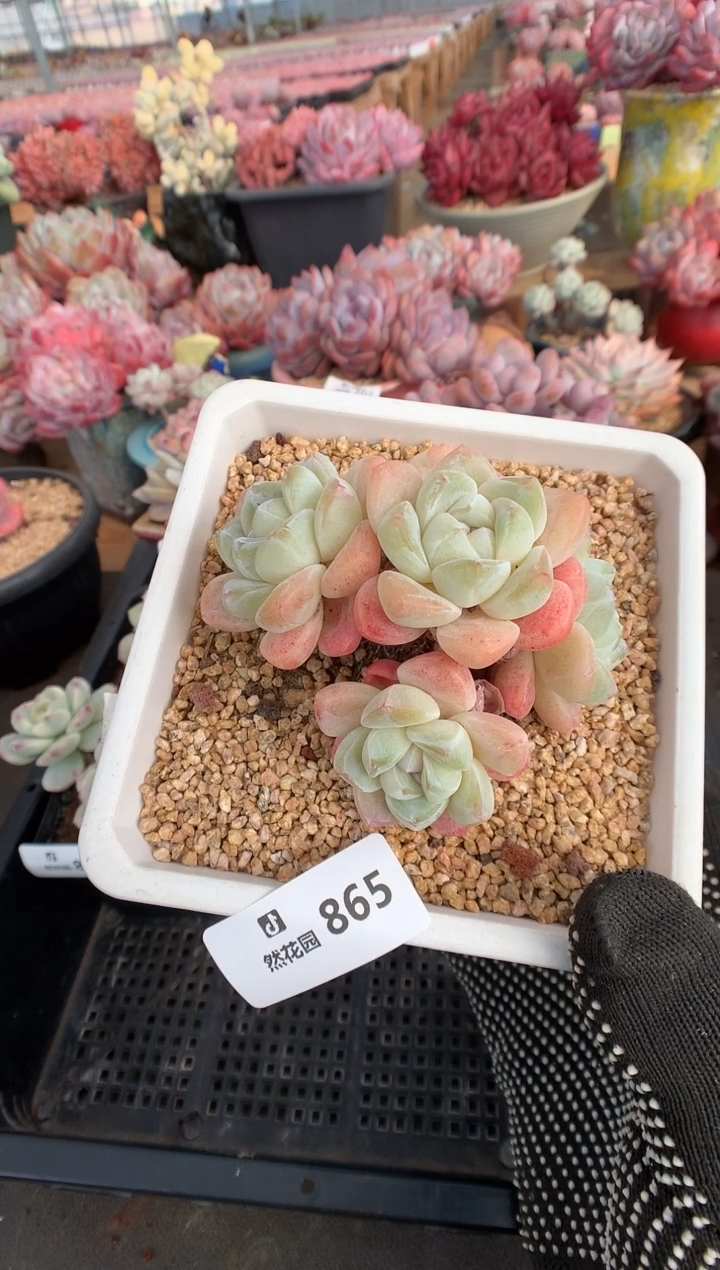 865冰玉多肉植物一物一拍