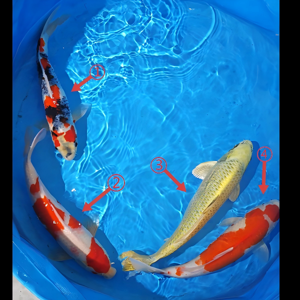 鲤物甄选  血统精品锦鲤 盆照编号自选 顺丰包邮到家 40-45CM
