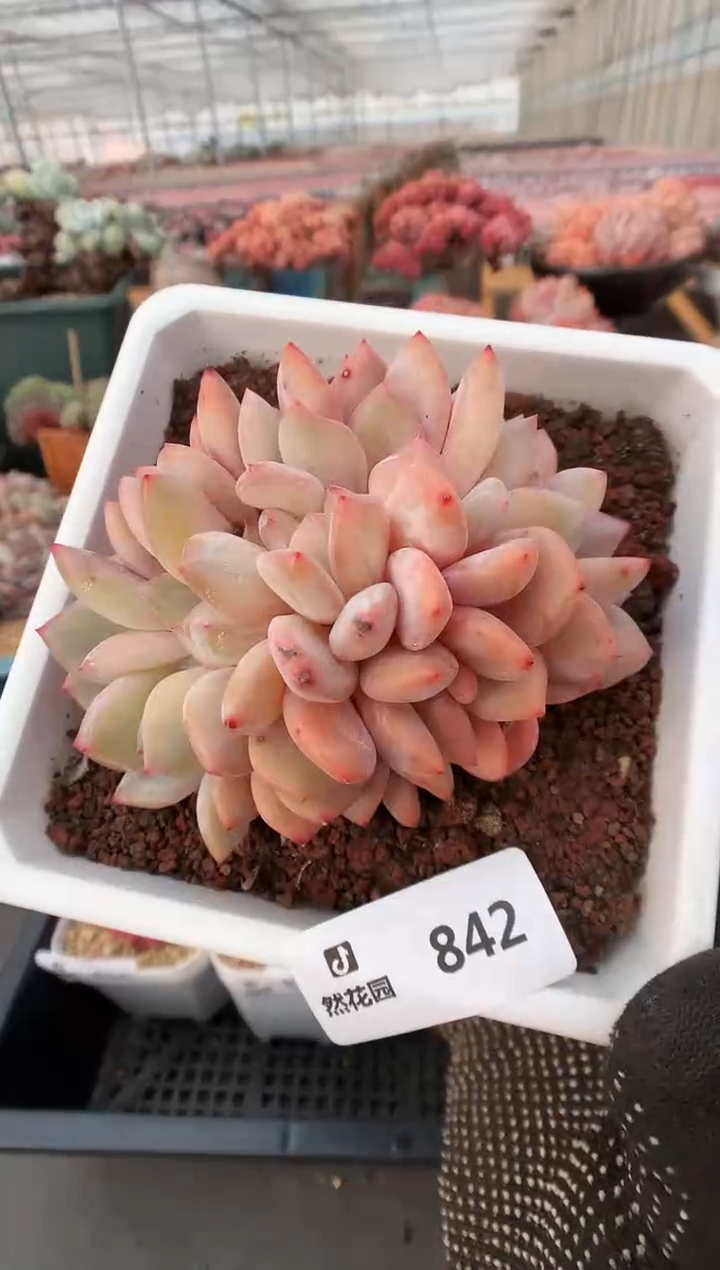 【闪购商品】842雪天使缀一物一拍