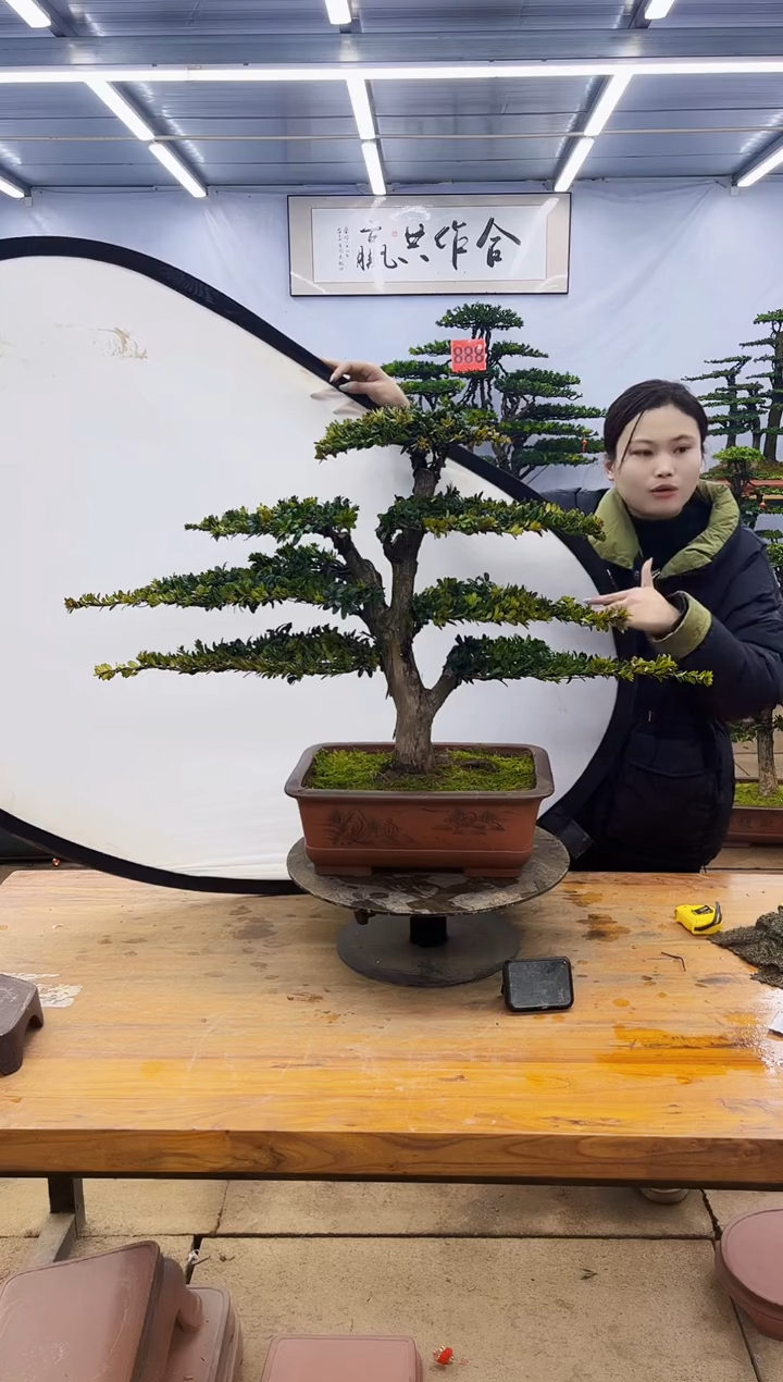 【闪购商品】高端盆景一物一拍，所见即所得