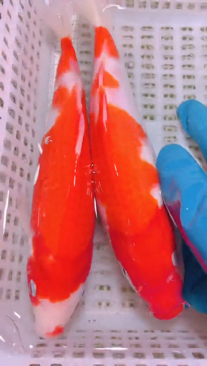 锦鲤冷水观赏鱼全场包邮151